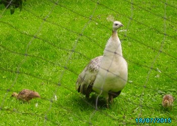 Volierenetten PE geknoopt