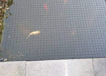 pe geknoopt 2,9x2,9 mm, draaddikte 1,3 mm. Alex Pul