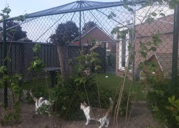 polyethyleen kattennetten 10x10 cm. 1.3 mm. Verlinden Helden