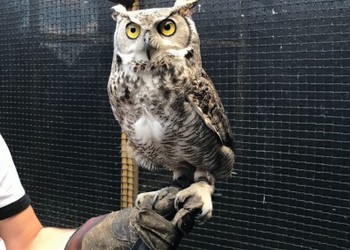 PE geknoopt 29x29 mm, draaddikte 3 mm. Dutch Export birds