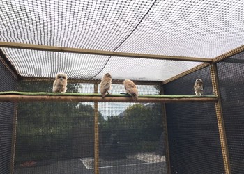 PE geknoopt 29x29 mm, draaddikte 3 mm. Dutch Export birds