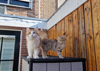 kattennetten 4x4 cm. 1,3 mm. Mark Runderkamp