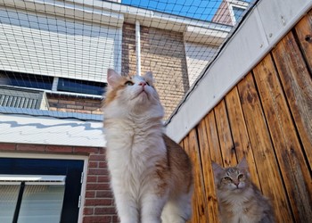 kattennetten 4x4 cm. 1,3 mm. Mark Runderkamp