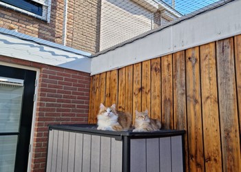 kattennetten 4x4 cm. 1,3 mm. Mark Runderkamp