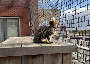 kattennetten PE 4x4 cm, 3 mm. Fam Roozendaal Den Haag