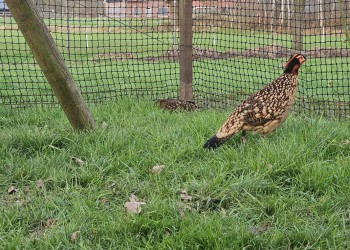 pe geknoopt 4x4 1.3 en 3 mm. Borgerink Groendesign