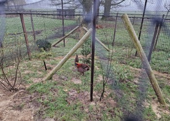 pe geknoopt 4x4 1.3 en 3 mm. Borgerink Groendesign