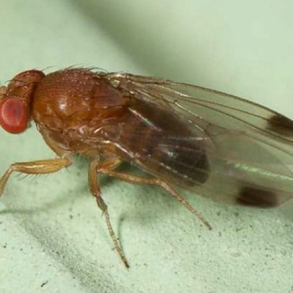 Ornata air plus 88102 suziki drosophila fruitvlieg