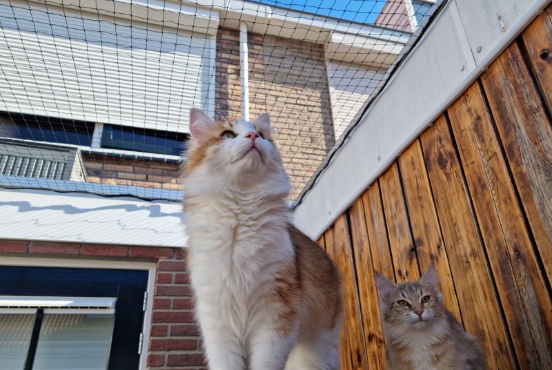 Kattennet bevestigd boven schutting